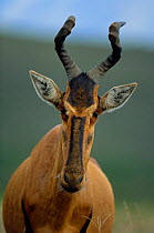 Red hartebeest head portrait {Alcelaphus caama} South Africa