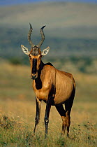 Red hartebeest {Alcelaphus caama} South Africa