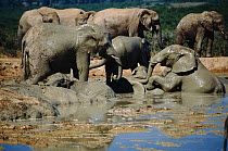 African elephants bathing {Loxodonta africana} South Africa