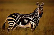 Cape mountain zebra portrait {Equus zebra zebra} South Africa