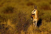 Springbok {Antidorcas marsupialis} South Africa