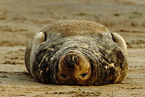Grey seal lying on its back {Halichoerus grypus}UK