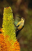 Yellow tufted malachite sunbird male {Nectarinia famosa} on Aloe flower {Aloe broomii} South Africa