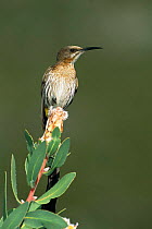 Cape sugarbird {Promerops cafer} South Africa