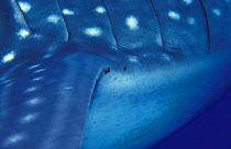 Close up of Whale shark skin + gills {Rhincodon typus} Indo Pacific