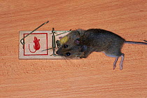 House mouse killed in mouse trap {Mus musculus}