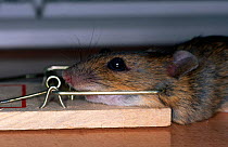 House mouse {Mus musculus} killed in mouse trap, Sweden