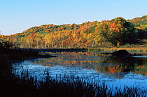 Beaver dam on lake, surrounded by autumnal woodlands, Glanville, New York, USA Captive.