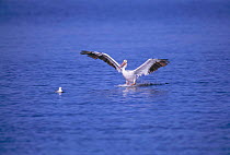 American white pelican landing {Pelecanus erythrorhynchos} on water, Salton Sea NWR, California USA