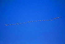 American white pelicans  {Pelecanus erythrorhynchos} formation flying. California USA