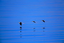 Black necked stilts flying {Himantopus mexicanus} Salton Sea NWR, CA, USA