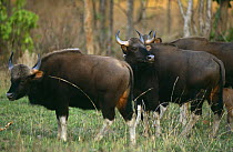 Wild gaur {Bos gaurus} Kanha NP, Madhya Pradesh, India