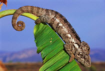Oustalet's chameleon portrait {Furcifer oustaleti} near Isalo NP, SW Madagascar
