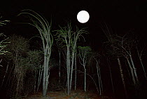 Moon rise over Spiny Forest, Andohahela, Southern Madagascar