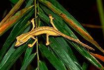 Immature 'Lined' Leaf tailed gecko {Uroplatus lineatus} Marojejy NP, Madagascar.