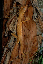 'Lined' Leaf tailed gecko {Uroplatus lineatus} near Maroantsetra, N Madagascar