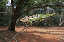 Oustalet's chameleon {Furcifer oustaleti} on branch, Berenty Reserve, S Madagascar