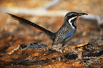Long tailed ground roller with prey {Uratelornis chimaera} Ifaty Spiny Forest, SW Madagascar