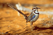 Long tailed ground roller with prey {Uratelornis chimaera} Ifaty Spiny Forest SW Madagascar