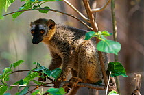 Female Red fronted lemur {Lemur fulvus rufus} Kirindy Forest, Western Madagascar