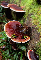 Painted Mantella frogs on fungi {Mantella madagascariensis} Mantadia NP, Madagascar