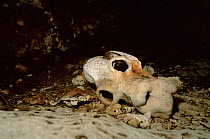 Skull of extinct giant lemur (sp unknown) caves at Anjajvy, NW Madagascar