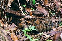 Female Collared nightjar and two chicks {Caprimulgus enarratus} Mantadia NP, E Madagascar