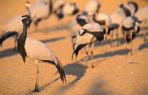 Demoiselle cranes {Anthropoides virgo} on sand dunes, Khichan, Rajasthan, India