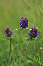 Self heal {Prunella vulgaris} flowers, Gloucestershire, UK