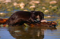 Canadian otter {Lutra canadensis} feeding on fish, USA
