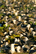 Crested tern colony {Thalasseus bergii} Lady Eliot Island, Australia
