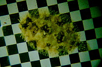 Peacock flounder attempts to simulate the squares of chessboard (Bothus lunatus) - Resolution restriction due to image digitised from film - 'Weird Nature' BBC tv series.