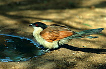 Senegal coucal drinking from puddle {Centropus senegalensis} Gambia, West Africa