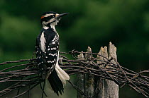 Hairy woodpecker {Picoides villosus} rear view perching on barbed wire, USA.