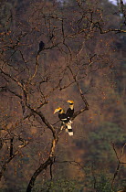 Great pied hornbill {Buceros bicornis} pair in tree, Assam, North East India