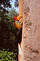Male Red knobbed hornbill with full crop at nest hole{Aceros corrugatus} Sulawesi, Indonesia