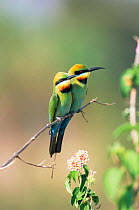 Two Rainbow bee-eaters {Merops ornatus} open country of mainland Australia