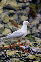 Silver gull {Chroicocephalus novaehollandiae} profile on stoney beach, Australasia.