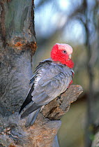 Galah cockatoo portrait in tree {Eolophus roseicapilla} Australia