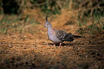 Crested pigeon {Ocyphaps lophotes} on ground, Australia.