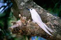 White / Fairy tern {Gygis alba} perched in tree, Australasia.