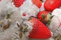 Cultivated strawberries rotting {Fragaria vesca} England, UK Sequence 5 of 6