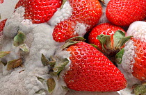 Cultivated strawberries rotting {Fragaria vesca} England, UK Sequence 4 of 6