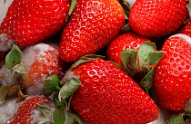 Cultivated strawberries rotting {Fragaria vesca} England, UK Sequence 2 of 6