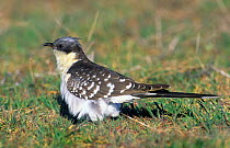 Great spotted cuckoo {Clamator glandarius} perched on ground, spring, Spain, Europe