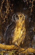 Giant eagle owl {Bubo lacteus} juvenile perched, Kgalagadi Transfrontier Park, South Africa