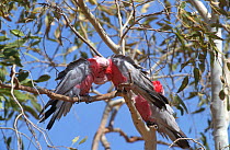 Galah cockatoos allopreening {Eolophus roseicapilla} West Queensland, Australia