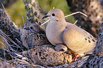 Mourning dove {Zenaida macroura} on nest in cactus with chicks, Sonoran Desert, Arizona, USA