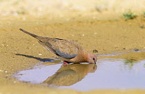 Laughing dove {Spilopelia senegalensis} drinking from puddle, Jaaluni, Oman