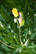 Monk Parakeet feeding on mango {Myiopsitta monachus} Pantanal, Brazil, South America
